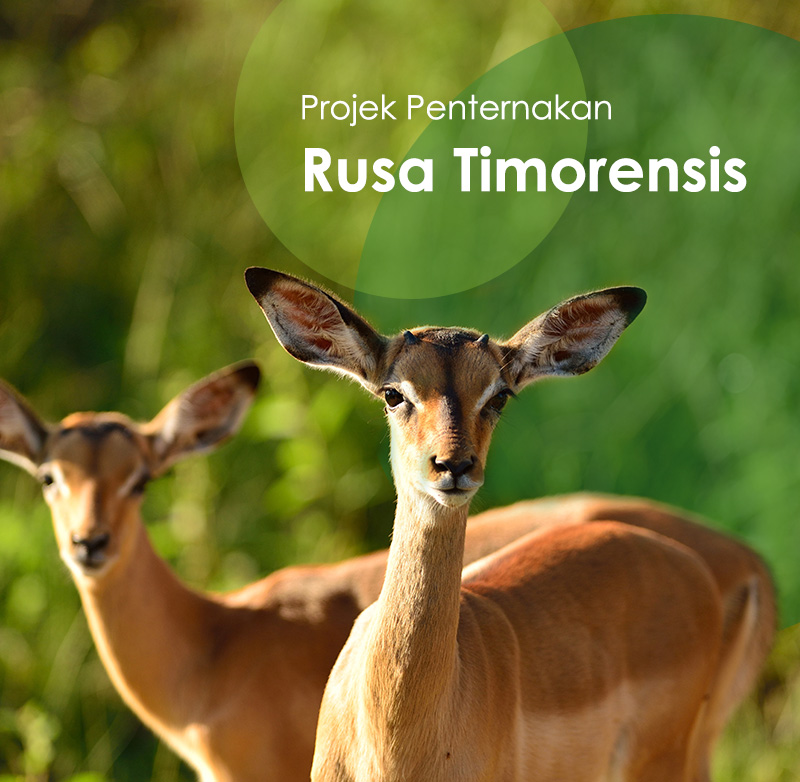 Imej Banner Mudah Alih 1